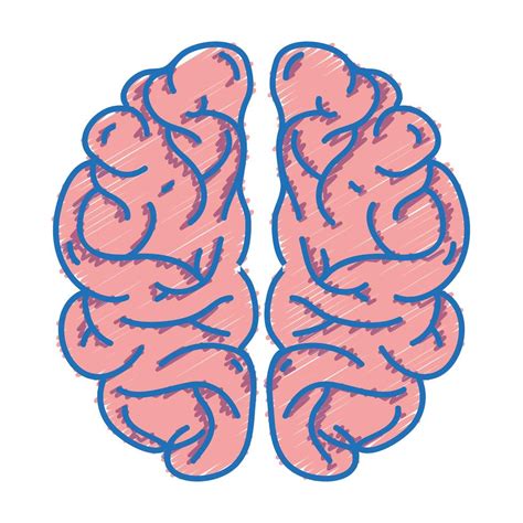 Human Brain Anatomy To Creative And Intellect 655761 Vector Art At Vecteezy