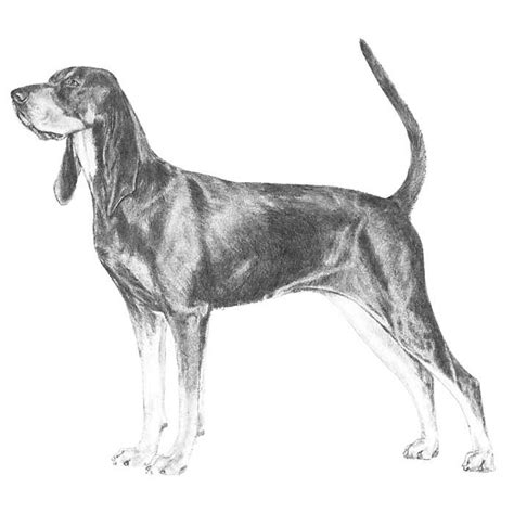 Treeing walker coonhound dog pencil drawing art print by artist dj rogers k9artgallery. Black and Tan Coonhound Dog Breed Information | Akc dog ...