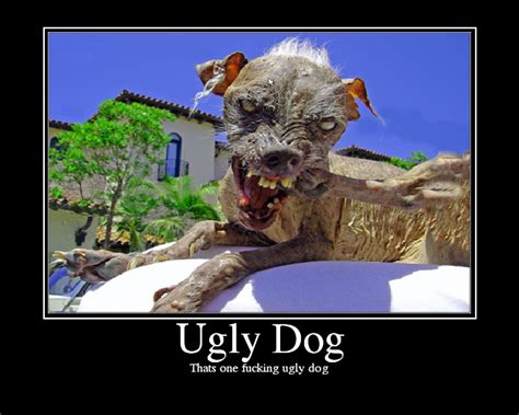 Beware of dog sign beware of dog design, beware of dog label. Image - 26472 | Sam the World's Ugliest Dog | Know Your Meme