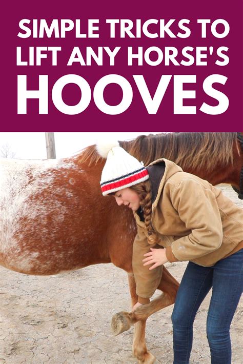 Simple Tricks To Lift Any Horses Hooves Horse Tips Horse Riding