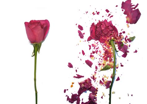 Explodingsmashed Flower Series On Behance