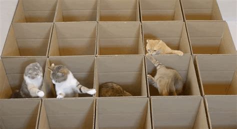 Watch These Cats Frolic In A Paradise Of Boxes