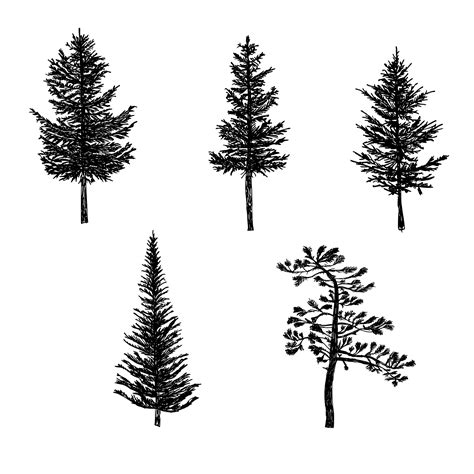 I needed color and snow for a picture i'm working on. 5 Pine Tree Silhouette Drawing (PNG Transparent) | OnlyGFX.com