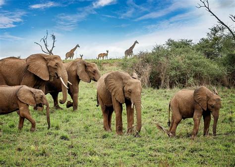 African Bush Elephants | African bush elephant, Elephant, Habitats