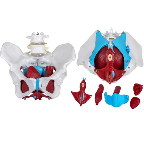 buy vevor pelvic floor model scientific anatomy model colored female pelvis with 4 removable