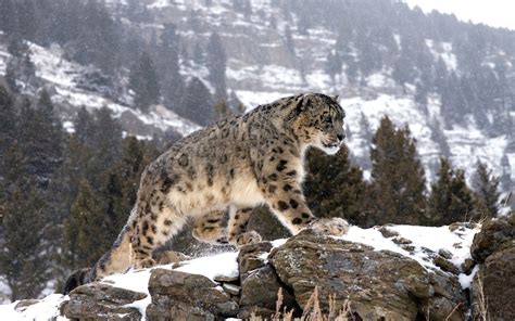 Snow Leopard Wallpaper Hd 69 Pictures