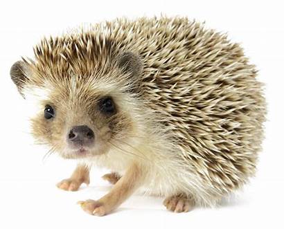 Hedgehog Hedgehogs African Animals Build Transparent Egel