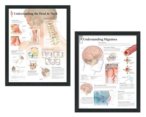 Set Of 2 Framed Medical Posters Understanding The Head And Neck And