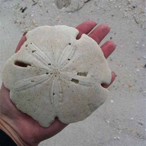 Sand Dollar Sand Dollar Shells Snail Shell