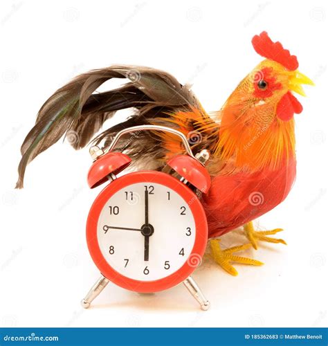 Wake Up Routine Stock Image Image Of Poultry Minute 185362683