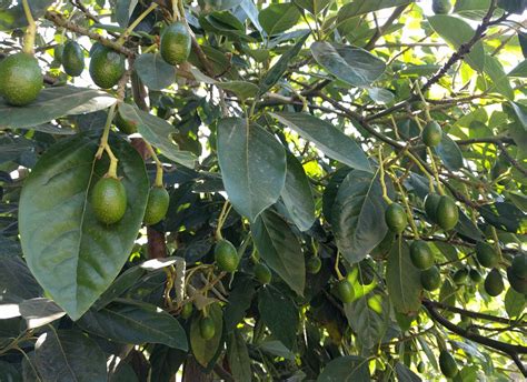Often we do not know the differences between a fruit or a vegetable, which are very easy to observe and differentiate. What kind of avocado tree do you get when you plant a seed ...