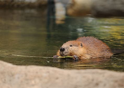 2008 11 01 Lincoln Park Zoo 3 American Beaver Castor Cana Flickr