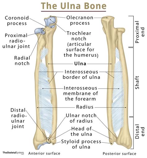 Comparative anatomy of radius & ulna: Ulna: Definition, Location, Anatomy, Functions, Diagram