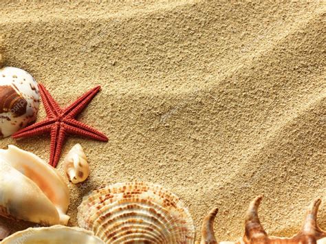 Sea Shell On Sand — Stock Photo © Irochka 5920679