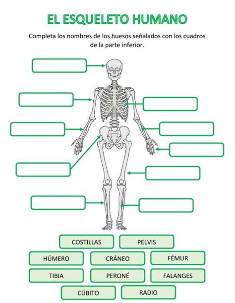 Huesos Del Cuerpo Humano Interactivo Huesos Del Cuerpo Humano Juego