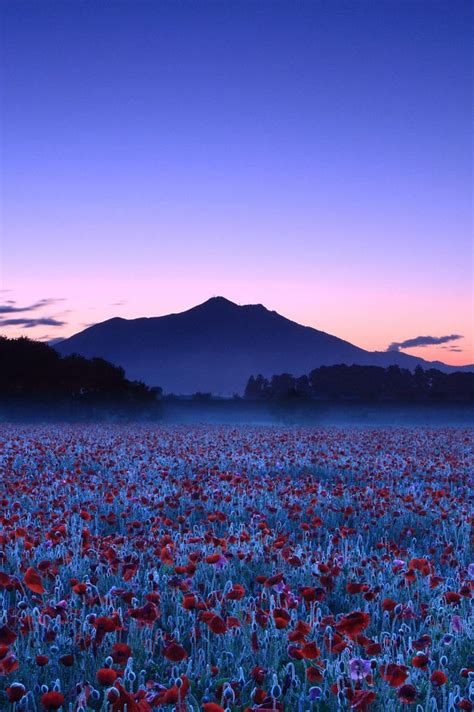 Coiour My World Poppy Field Twilight By Etsuro Takihara From The Rezs