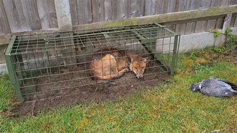 Fox Caught In A Cage Trap YouTube