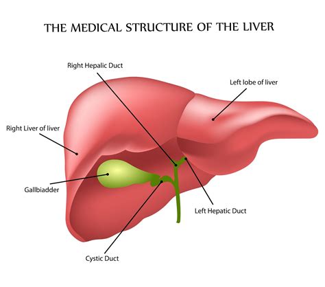 Browse our human liver diagram images, graphics, and designs from +79.322 free vectors graphics. LIVER TREATMENT IN NADIPATHY