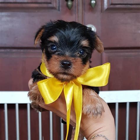 We did not find results for: Yorkshire Terrier, Teacup Yorkie puppies available for new home., Dogs, for Sale, Price