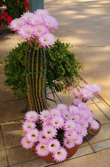 Beautifulcactusflower Easter Cactus Blooms Once A Year With These