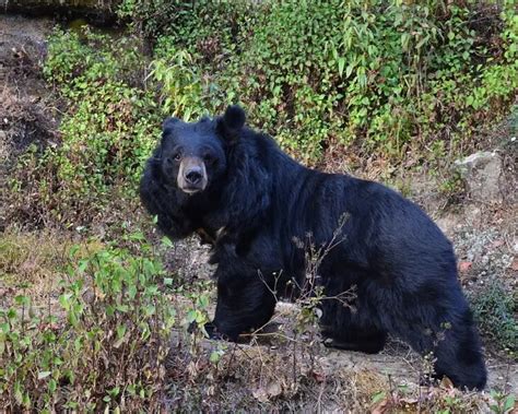 Asiatic Black Bear Mammals Wiki Fandom