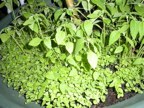 Adding chia plants to your garden is a triple winner: How I Grow and Harvest Organic Chia Seeds | Dengarden