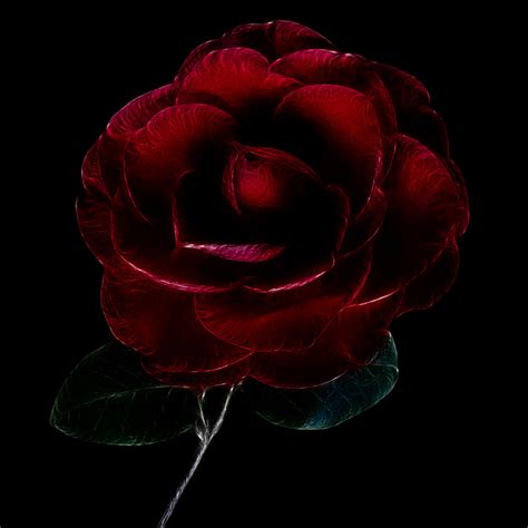 Free Images Bright Pink Design Fractal Red Rose Flower Rose