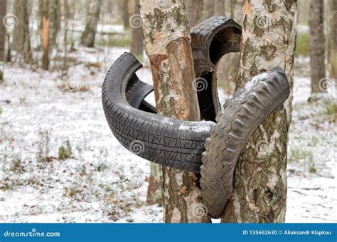 A Torn Tire Hanging From A Tree Stock Photo Image Of Forest Detail