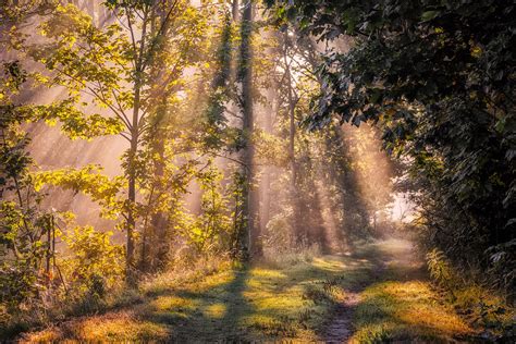 Outpouring Of Light On Forest Path Stan Schaap Photography