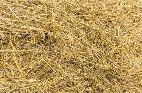 Yellow Straw Background Texture Thatch Heap Dried Grass Texture Hay