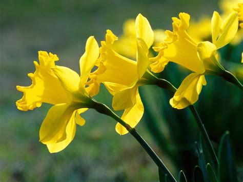 Yellow flowers brighten any landscape, even on a cloudy day. 45 Pretty Flowers in the World with the Names and Pictures ...