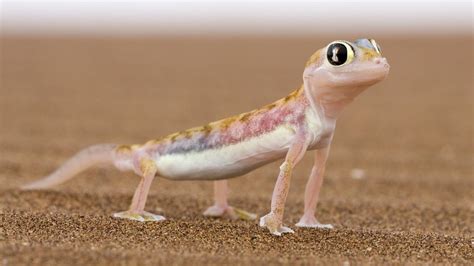 Just A Lovely Little Lizard Reyebleach