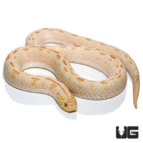 Adult Female Albino Anaconda Hognose Snake Heterodon Nasicus For Sale