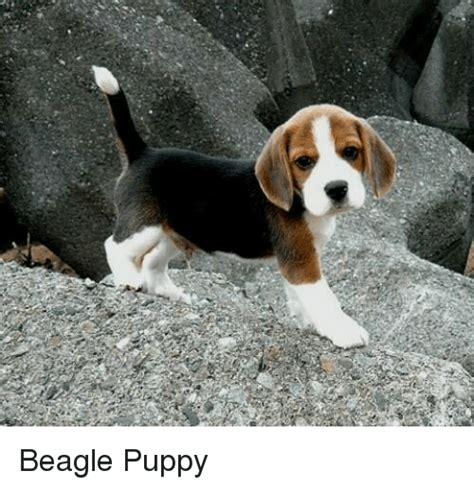 Beagle Puppy Meme On Sizzle