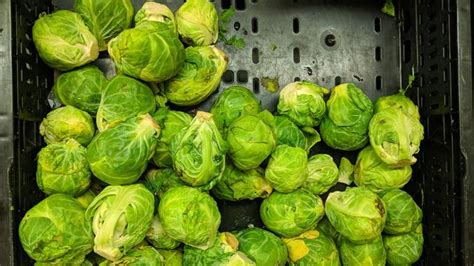 We did not find results for: 5 Resep Masakan Olahan Sayur Kubis ala Rumahan, Lezat dan ...