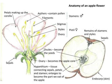 Apple Facts Flower Anatomy Washington Apple Apple Cut Apple Flowers
