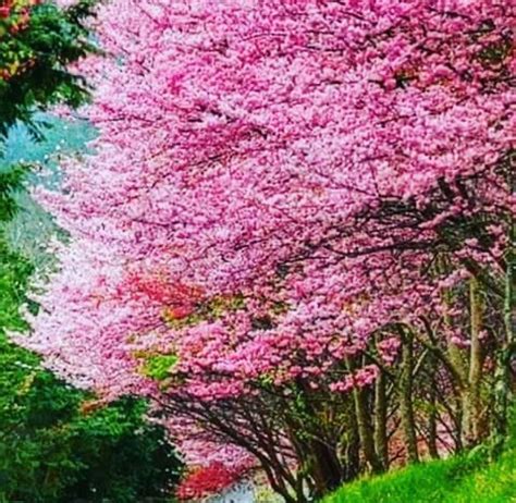 Pin By Nora Moya On Beautiful Trees Amazing Flowers Beautiful