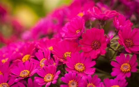 We did not find results for: Beautiful bouquet of flowers chrysanthemum wallpapers and ...
