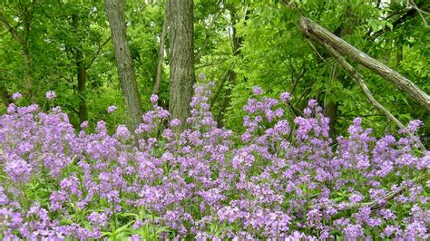 Avoid Planting These 10 Invasive Species In Your Wisconsin Garden