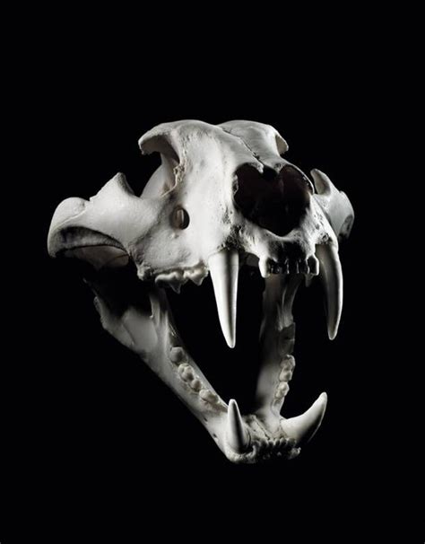 Human Skull Profile Photos And Premium High Res Pictures Artofit