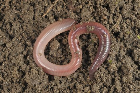 Como hemos explicado, la respiración por la piel es propia de algunos equinodermos, anfibios y anélidos. Tipos de respiración en los animales — Mis animales