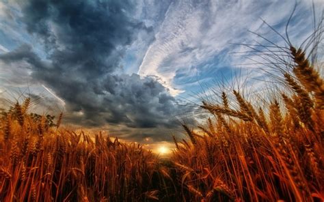 1920x1200 Nature Landscape Wheat Sunset Sky Clouds Field Wallpaper