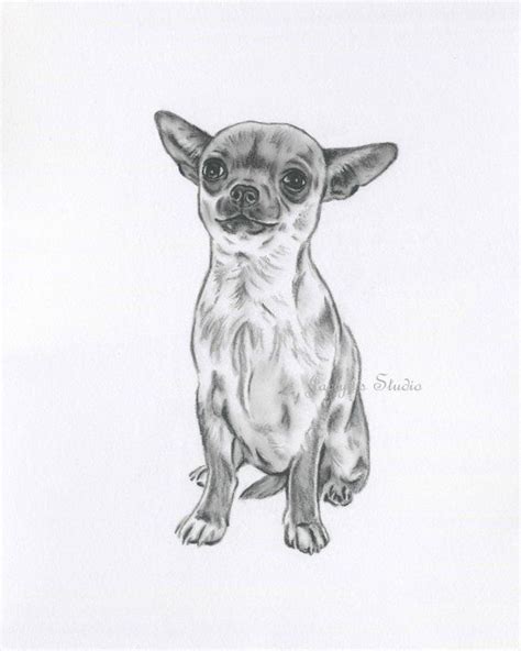 Chihuahua Art Drawing Original Chihuahua Drawing Chihuahua Etsy