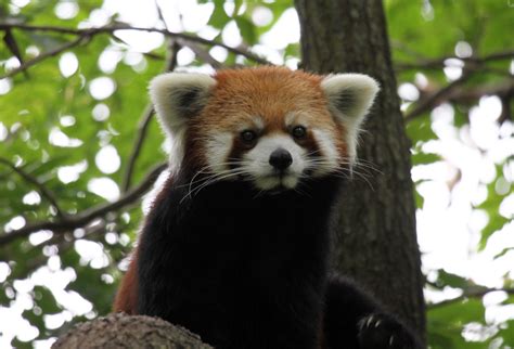 Cincinnati Zoo Red Panda © All Rights Reserved No