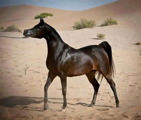 Free brown arabian horse vector download in ai, svg, eps and cdr. Dark Bay, or Seal Brown Arabian in the desert | Arabieren ...