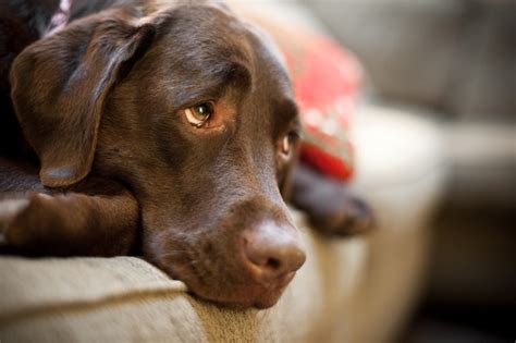 Dogs Eyes Have Evolved To Communicate With Humans According To New