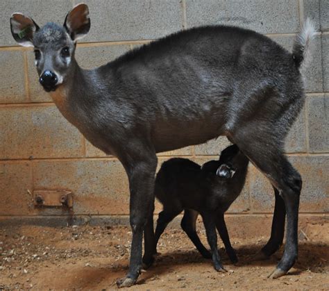 The List Get A Peek At The Zoos Latest Baby Boom At The Smithsonian