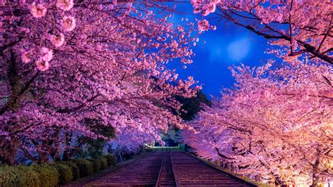 Visiting Naked Sakura Night Garden In Japan Tourjapanaz Com