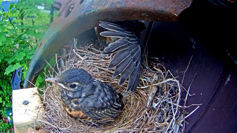 Episode #2 of leaving the nest. Robins leaving the nest - cam 2 - YouTube