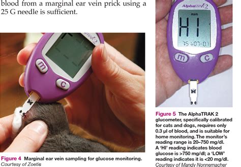 Diabetic Ketoacidosis In The Cat Recognition And Essential Treatment
